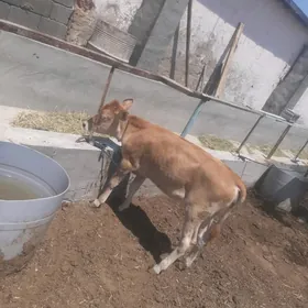 голели сыгыр