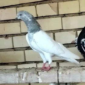 kepderi