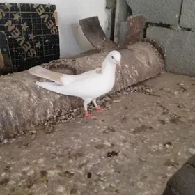 kepderi
