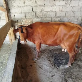 Göleli sygyr