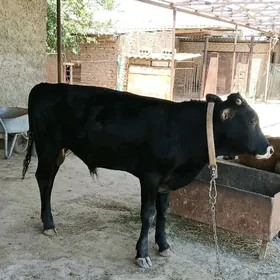 Okuz 2sany yerli.