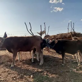 3sany öküzçe