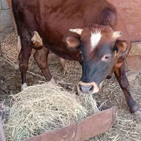 ökûz