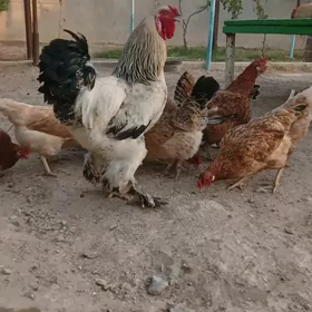 brama  horaz