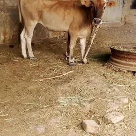 gysyr sygyr