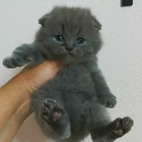 шотландские вислоухие котята