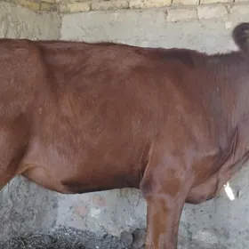gulajyn