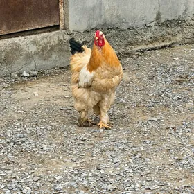 Horaz