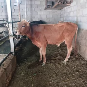 ÖKUZ