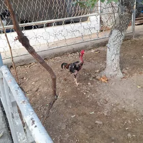 Taşgent horoz