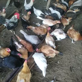 куры домашние