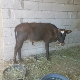 okuzce