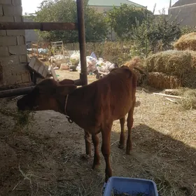 tuwejik