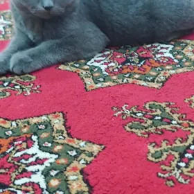 pişik şatlanskiy poroda