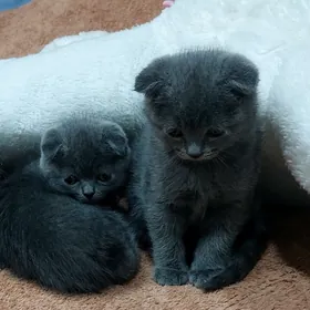 Вислоухие котята