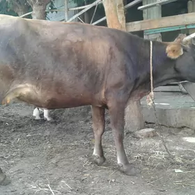 sygyr