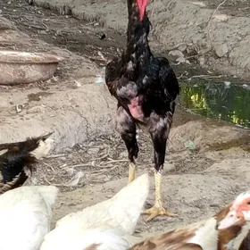 TAŞKENT HORAZ