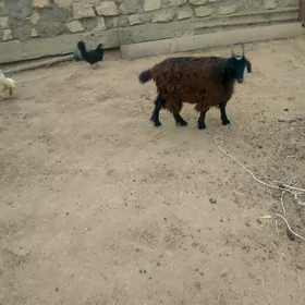 çebiş