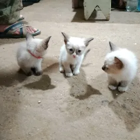 сиам котята