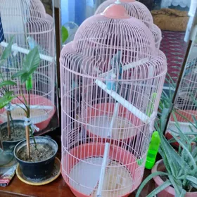 продам попугая.