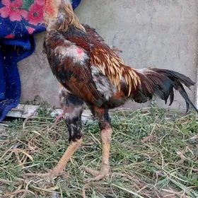 horaz