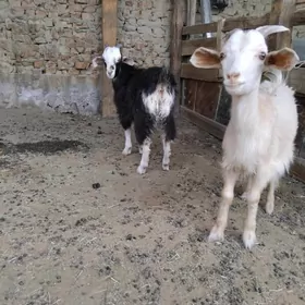 çewiş