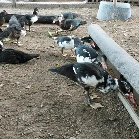индаутки
