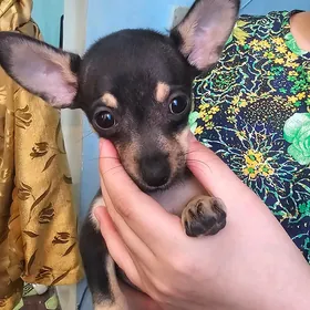 собака