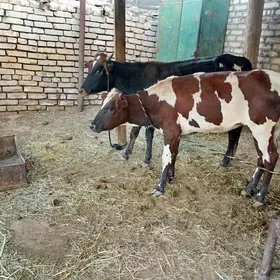 Okuz gulajun