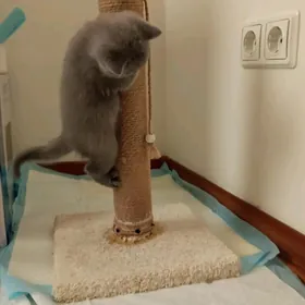 котята