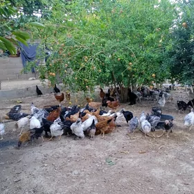 juyje ataks daminat brama