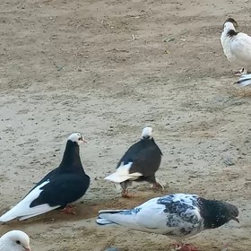 kepderi