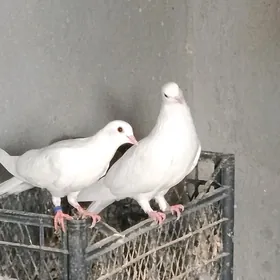 Kepderi