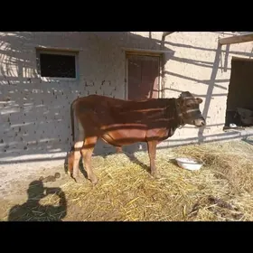 Ökûz
