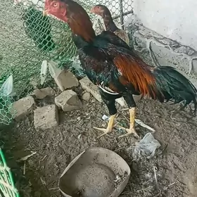 towuk horaz