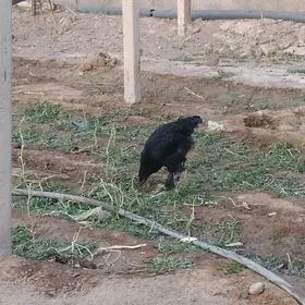 Gigant gara sazada