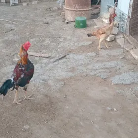 Horaz