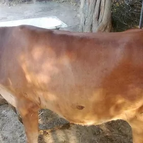 Göle