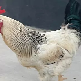 Horaz towuk