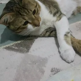 КОШКА