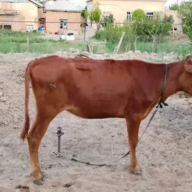 Boğaz.gulajyn.
