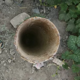 turba rasiski