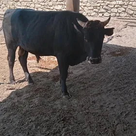 Öküz