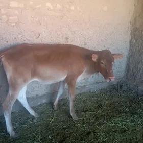 Gulajyn golejik