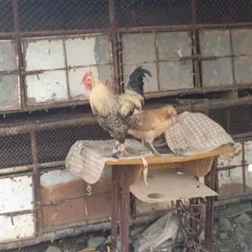 gyssagly yllalaşyk