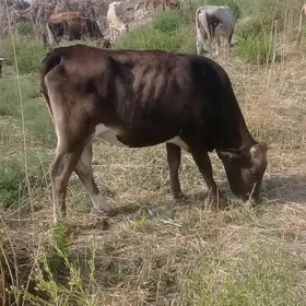 Sygyr