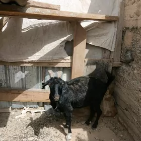 Geci