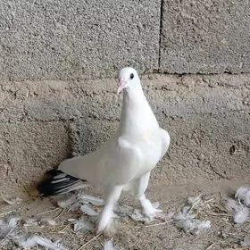 kepderi