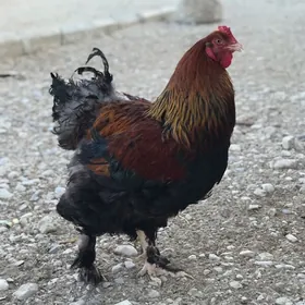 brama horaz