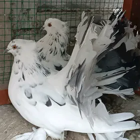 Kepderi